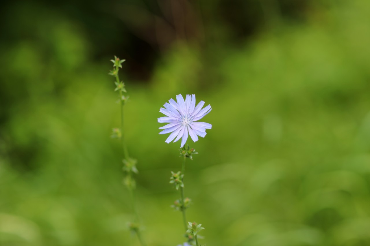A single flower blooms in front of a grassy background