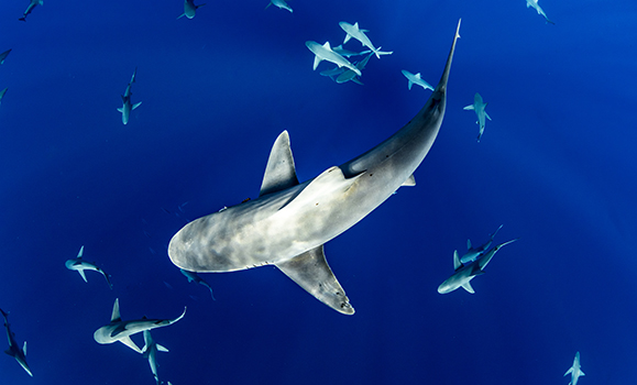 Schooling sharks off the coast of the Hawaiian Islands