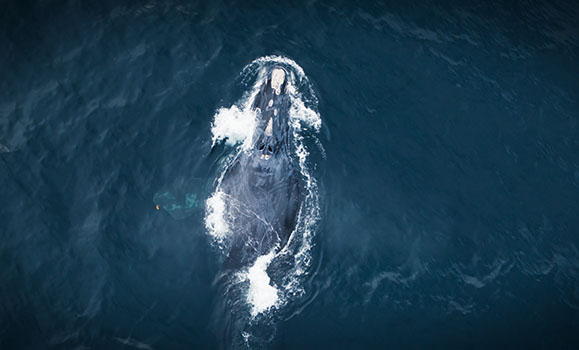 An overhead view of a right whale in the water