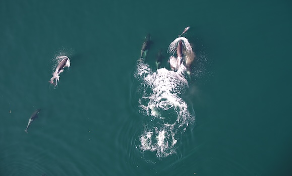 An overhead view of killer whales and dolphins swimming together
