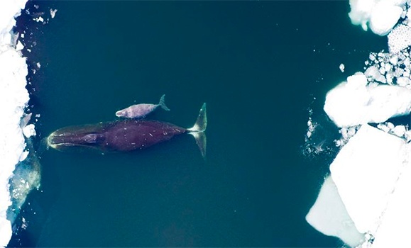 A bowhead whale and her calf swim together