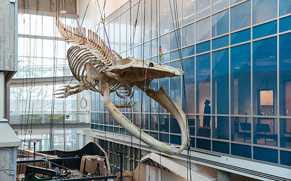 A full-size whale skeleton hangs from the ceiling of the Steele Ocean Sciences Building