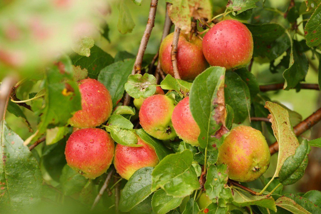 Ripening apples on a tree branch with droplets of moisture.