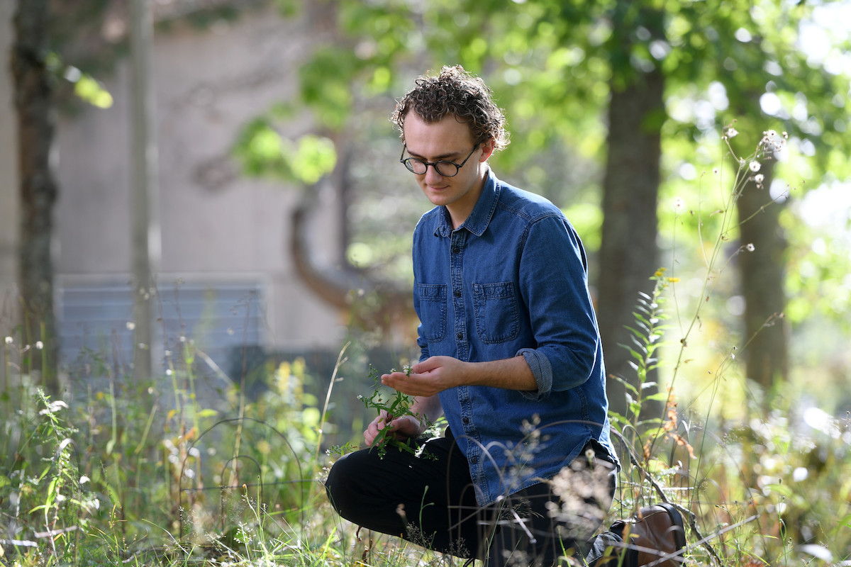 A man wearing a blue shirt kneels down to examine a plant