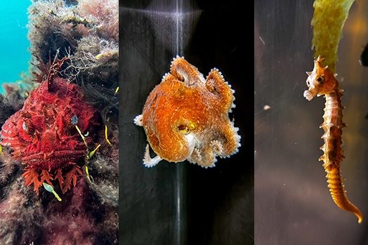 A seahorse and octopus are swimming.