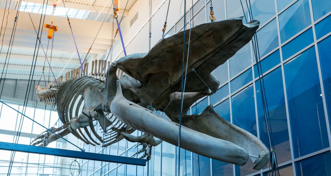 The skeleton of a blue whale hanging from the ceiling of an atrium from the perspective of looking up.