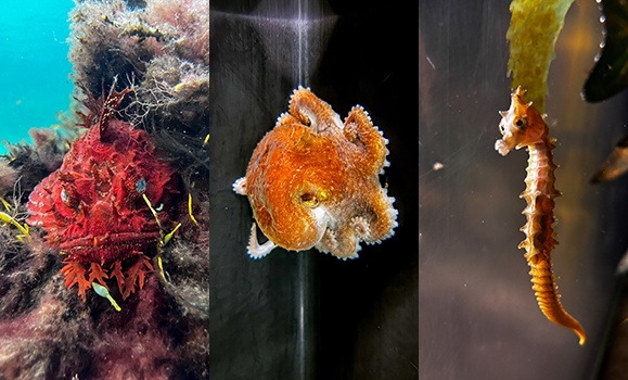 A seahorse and octopus are swimming.