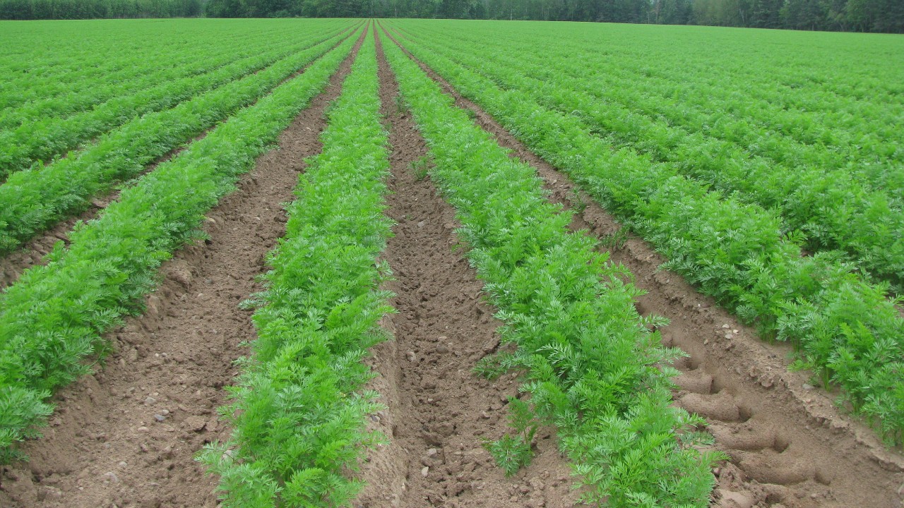 A green field with rows of carrot tops