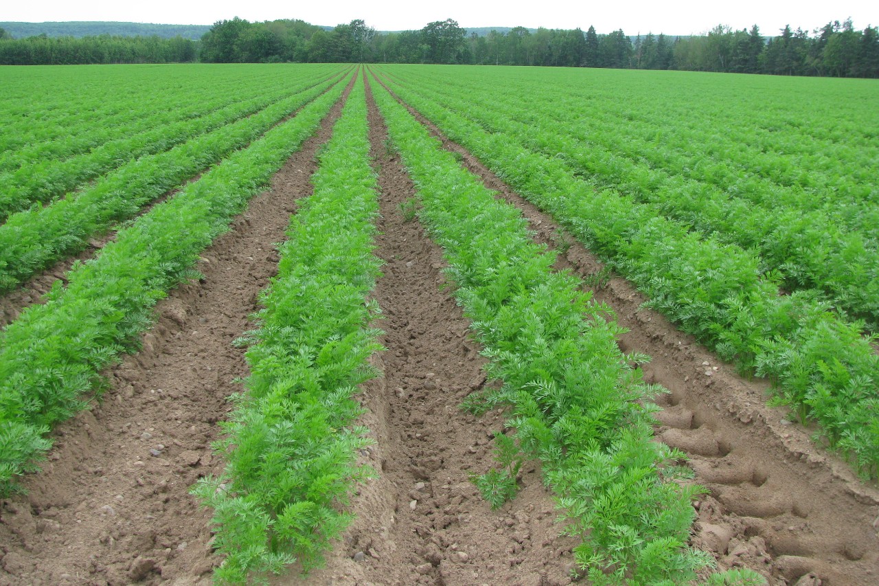 A green field with rows of carrot tops