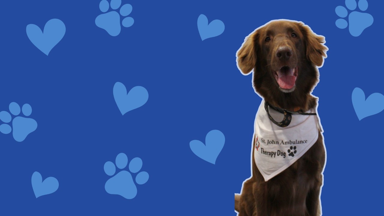 PAWSitive Support Banner