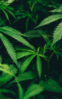 bright green cannabis plan leaves