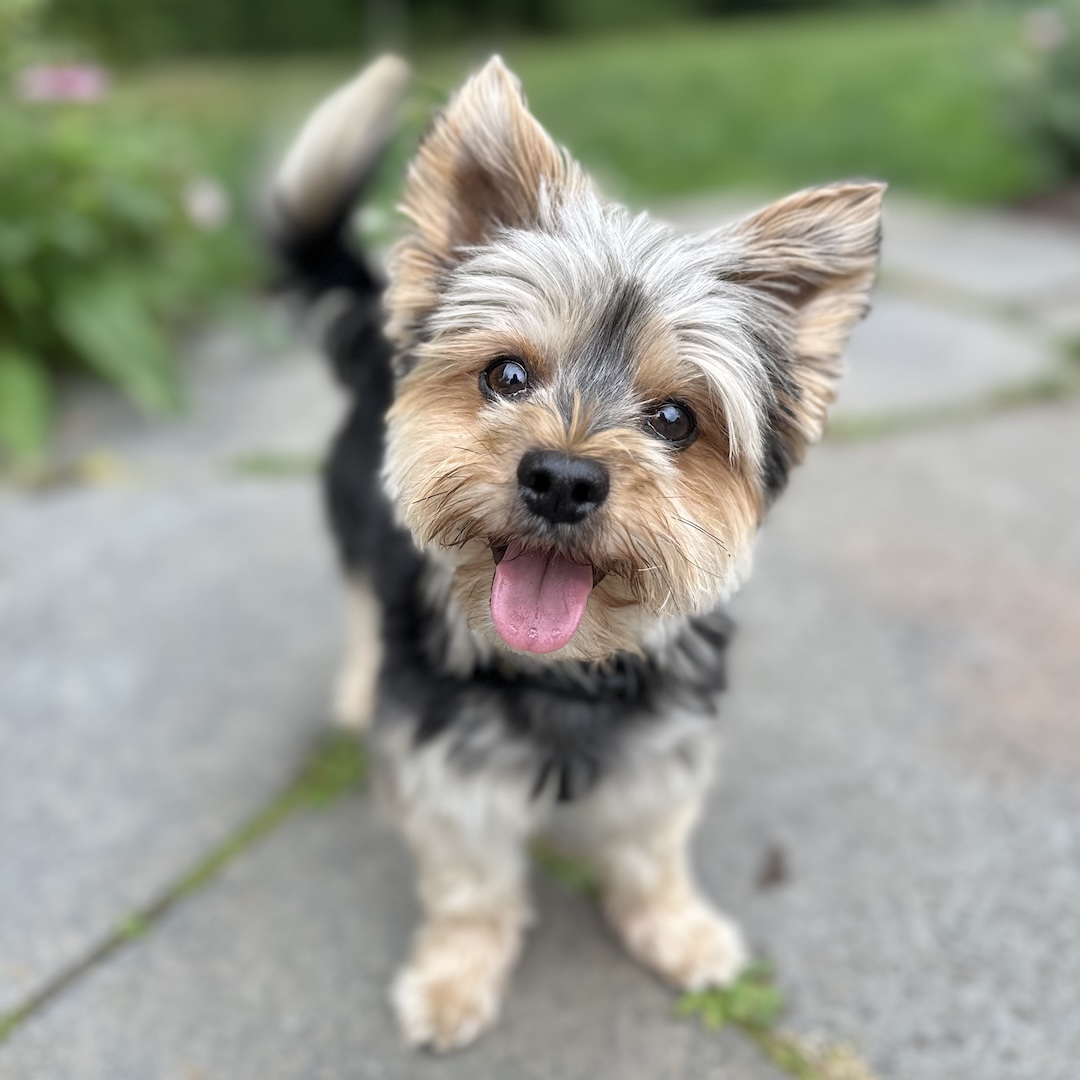 a white, black and brown beagle