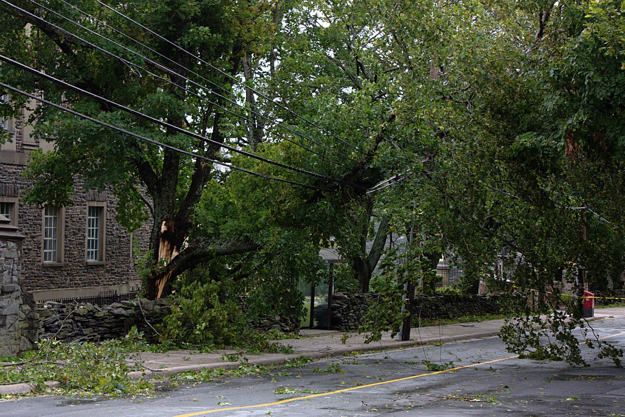 Broken trees from Hurricane Earl in 2010 on Coburg Road near Dalhousie campus. Photo by Glenn Euloth 