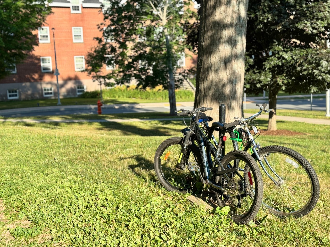 Two bicycles are parked next to a tree in front of Trueman House.