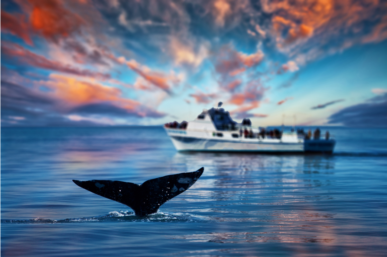 whale tale on the ocean surface with a ship far away in the background