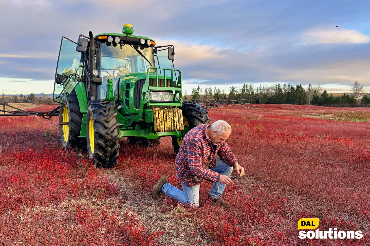 Wild blueberry farmer Peter Swinkels in his field outside Oxford Nova Scotia.
