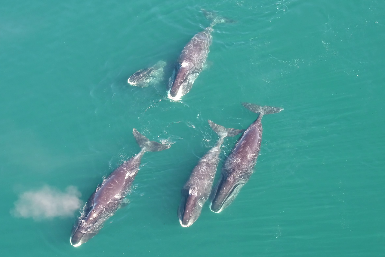 Whales swimming in the ocean