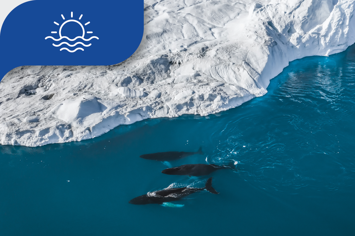 Aerial view of whales near icy coast, highlighting ocean conservation research.