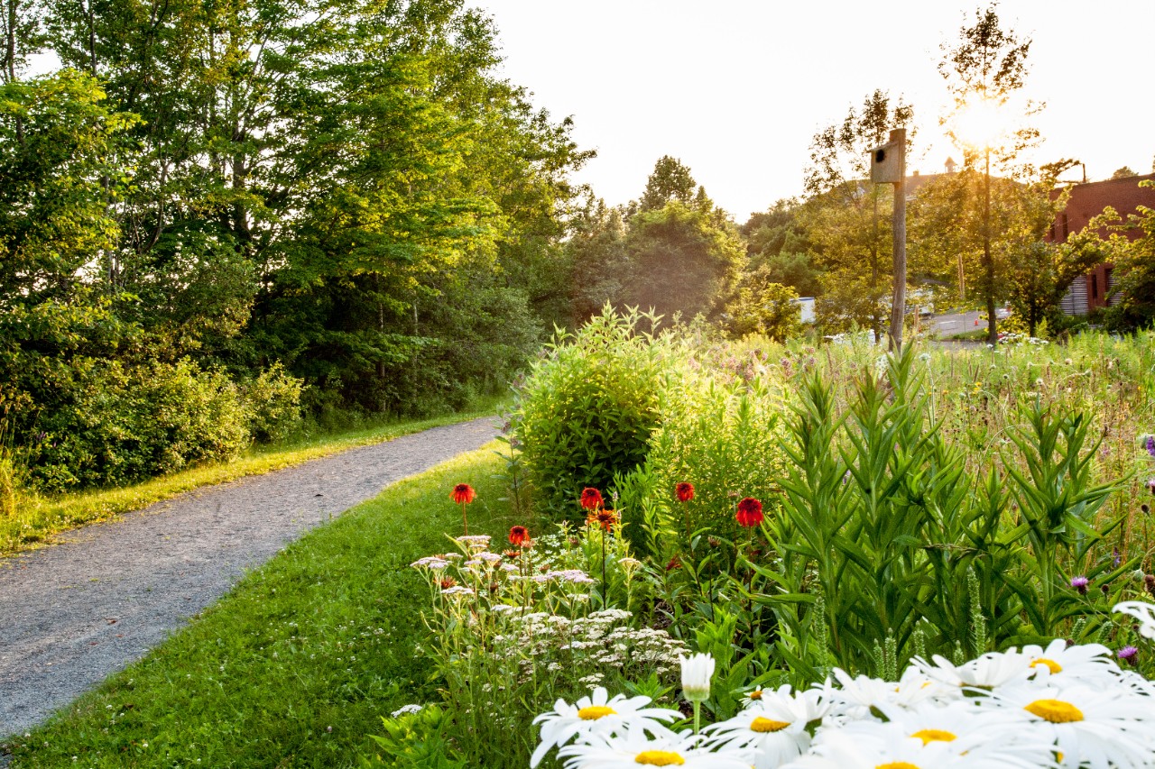 A flower garden in the foreground with a walking trail in the background