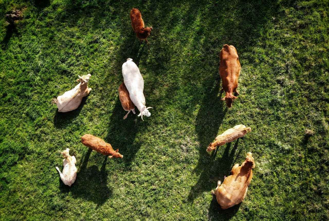 a top down view of cows grazing in a field 