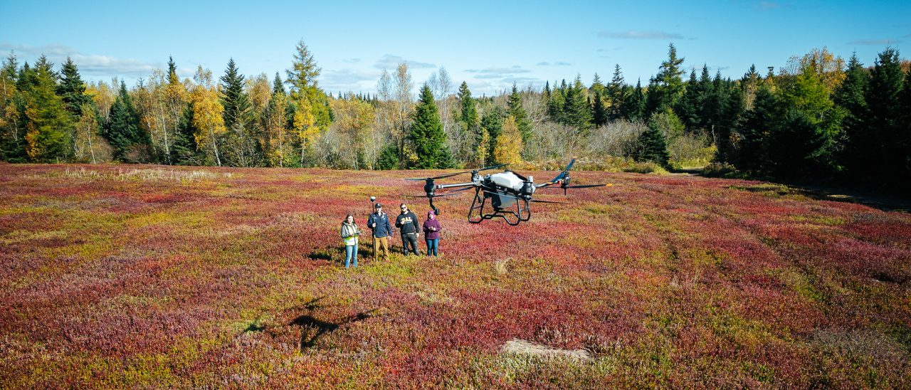 A group of students conduct research in a blueberry field using a drone
