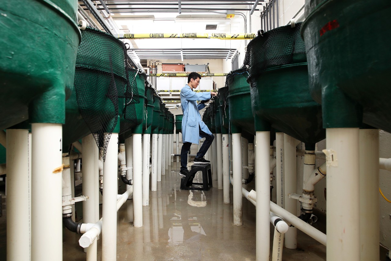 An student wearing a blue lab coat standing on a stool between two rows of green fish tanks.