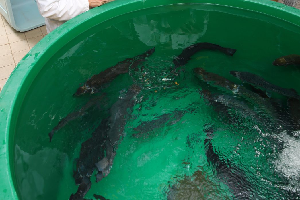 Two people in white lab coats looking into a basin of swimming fish in an indoor space.
