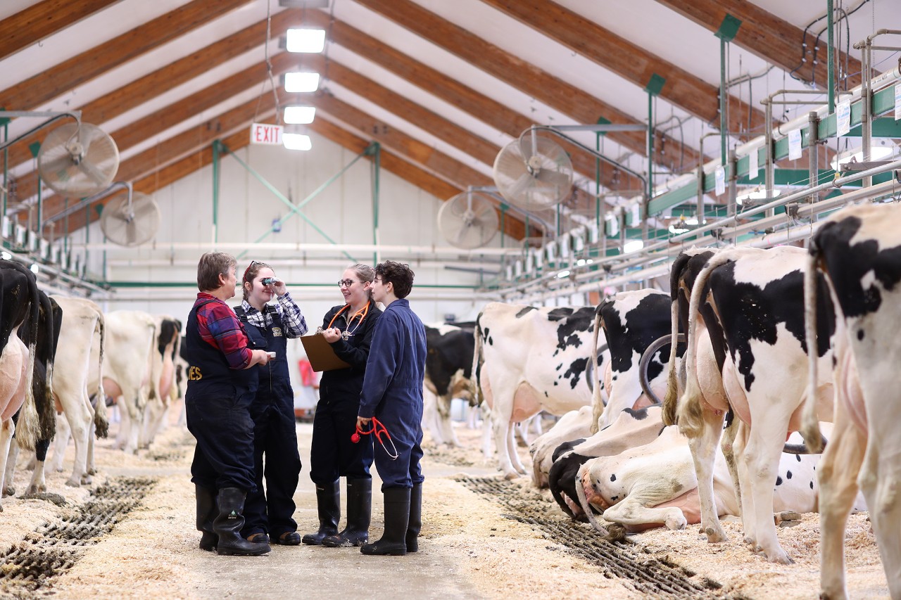A group of four students wearing coveralls and wellies standing in the middle of a barn. They are flanked on both sides with rows of black and white spotted cows.
