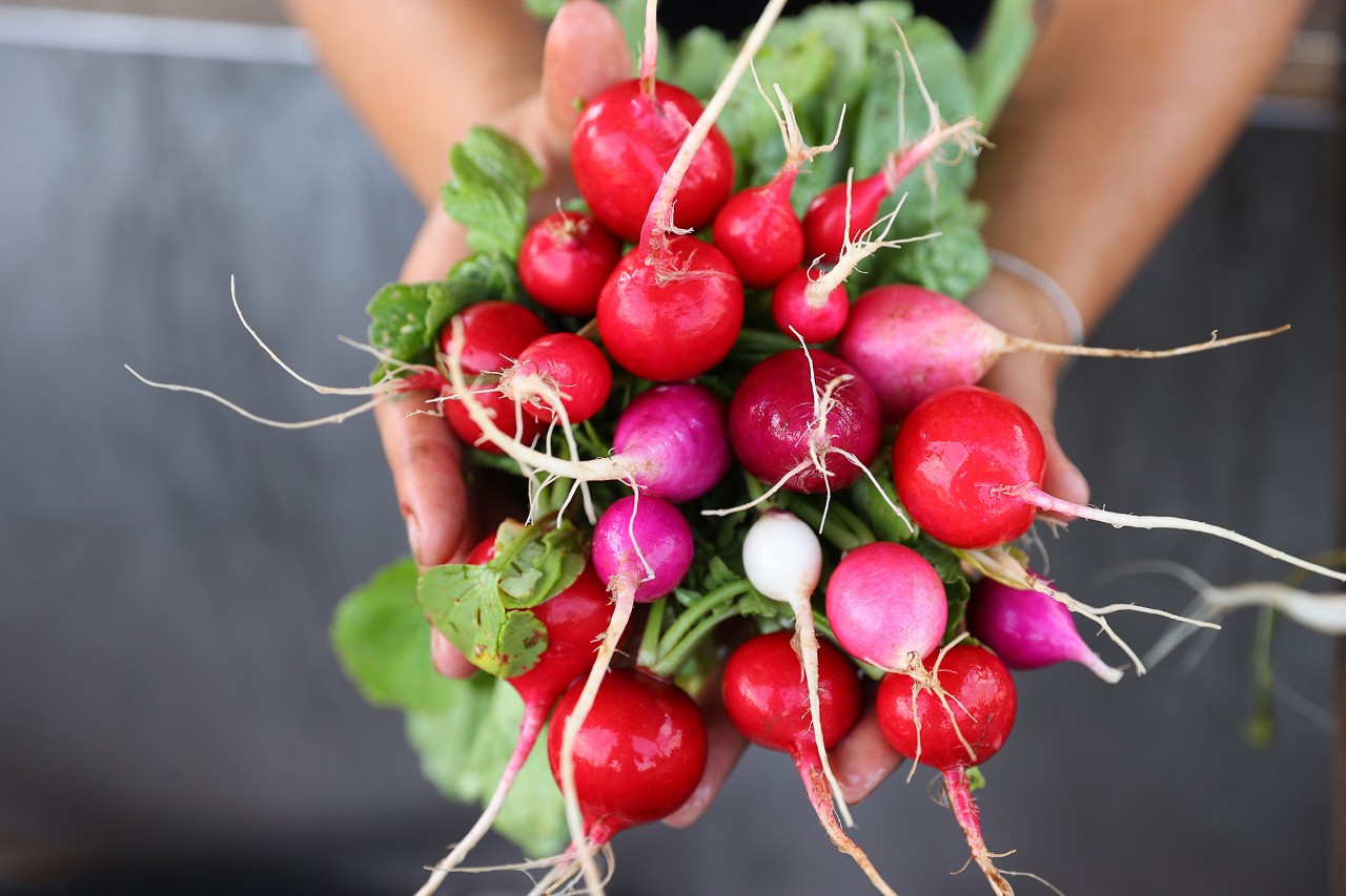 Hands holding a bunch of fresh radishes from the garden.