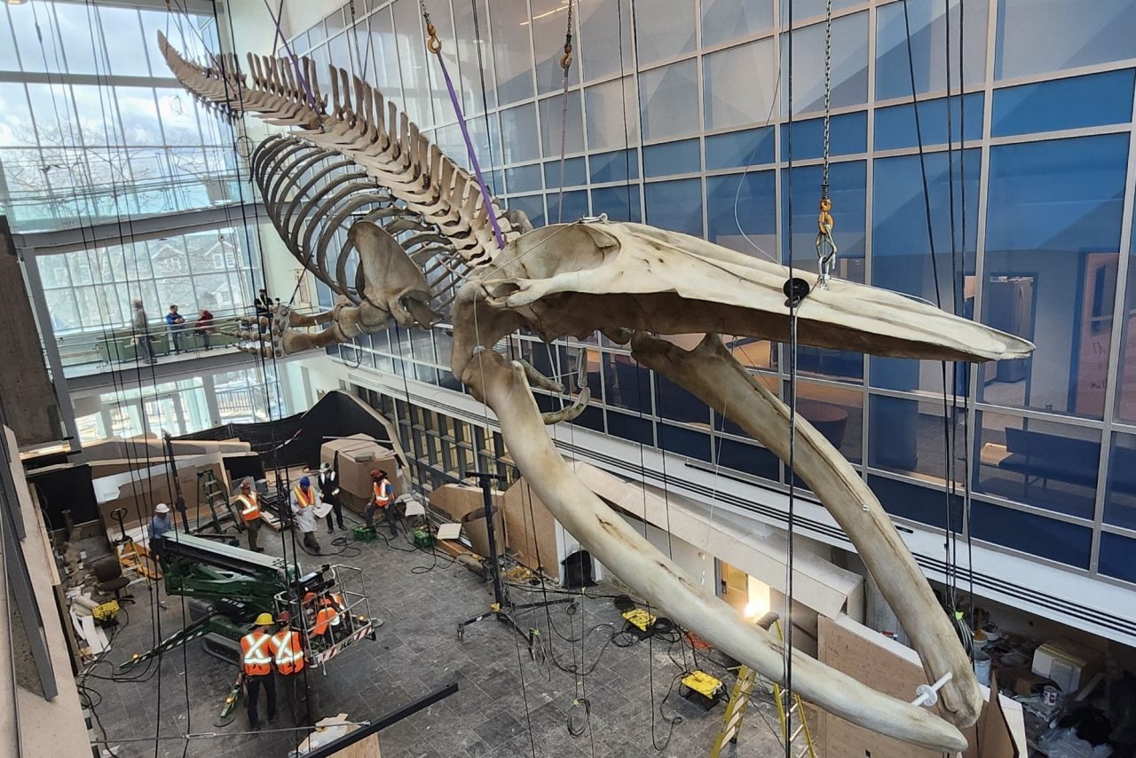 Blue whale skeleton installation from life sciences centre vantage point
