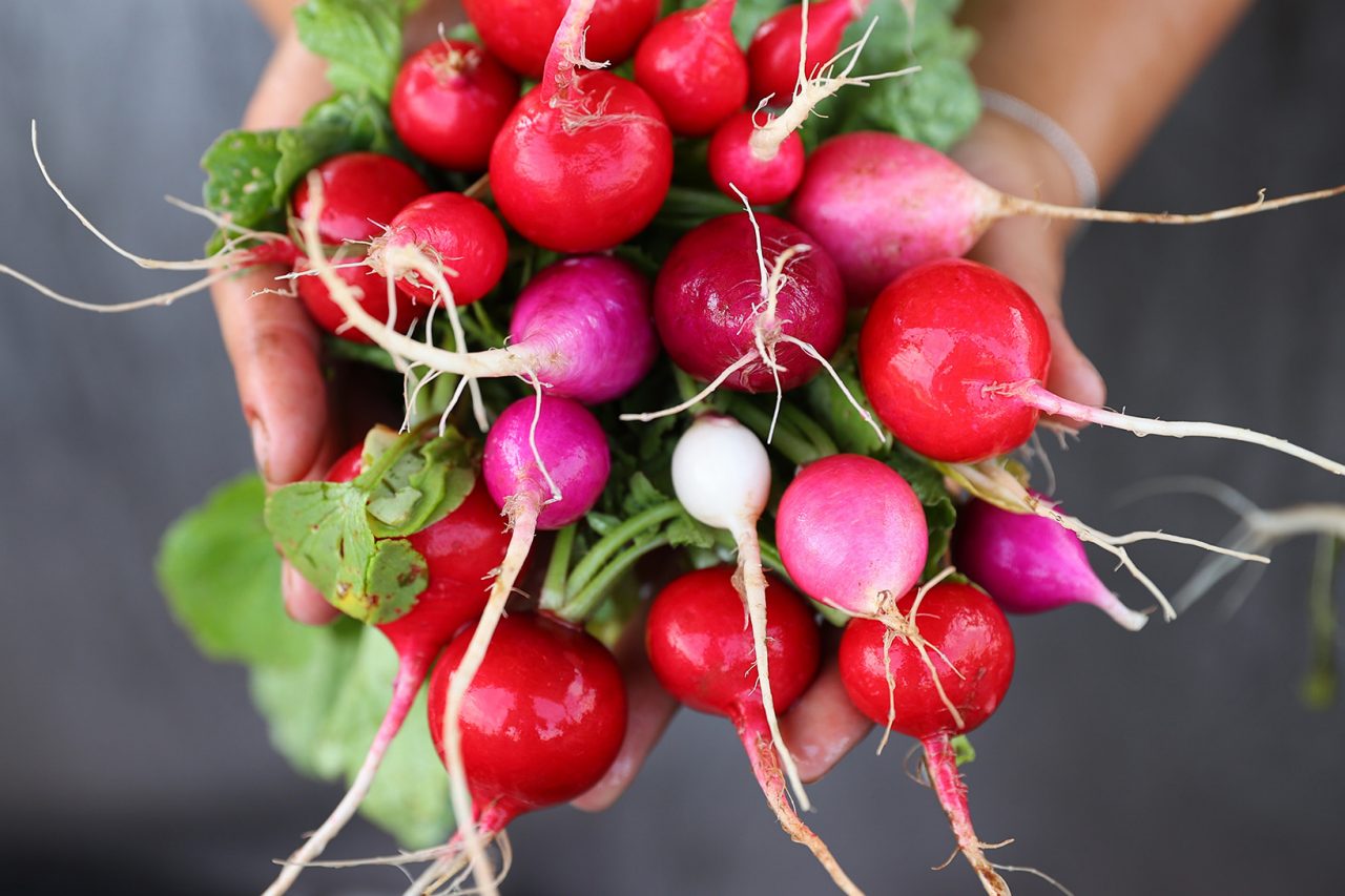 Hands holding a bunch of fresh radishes from the garden.