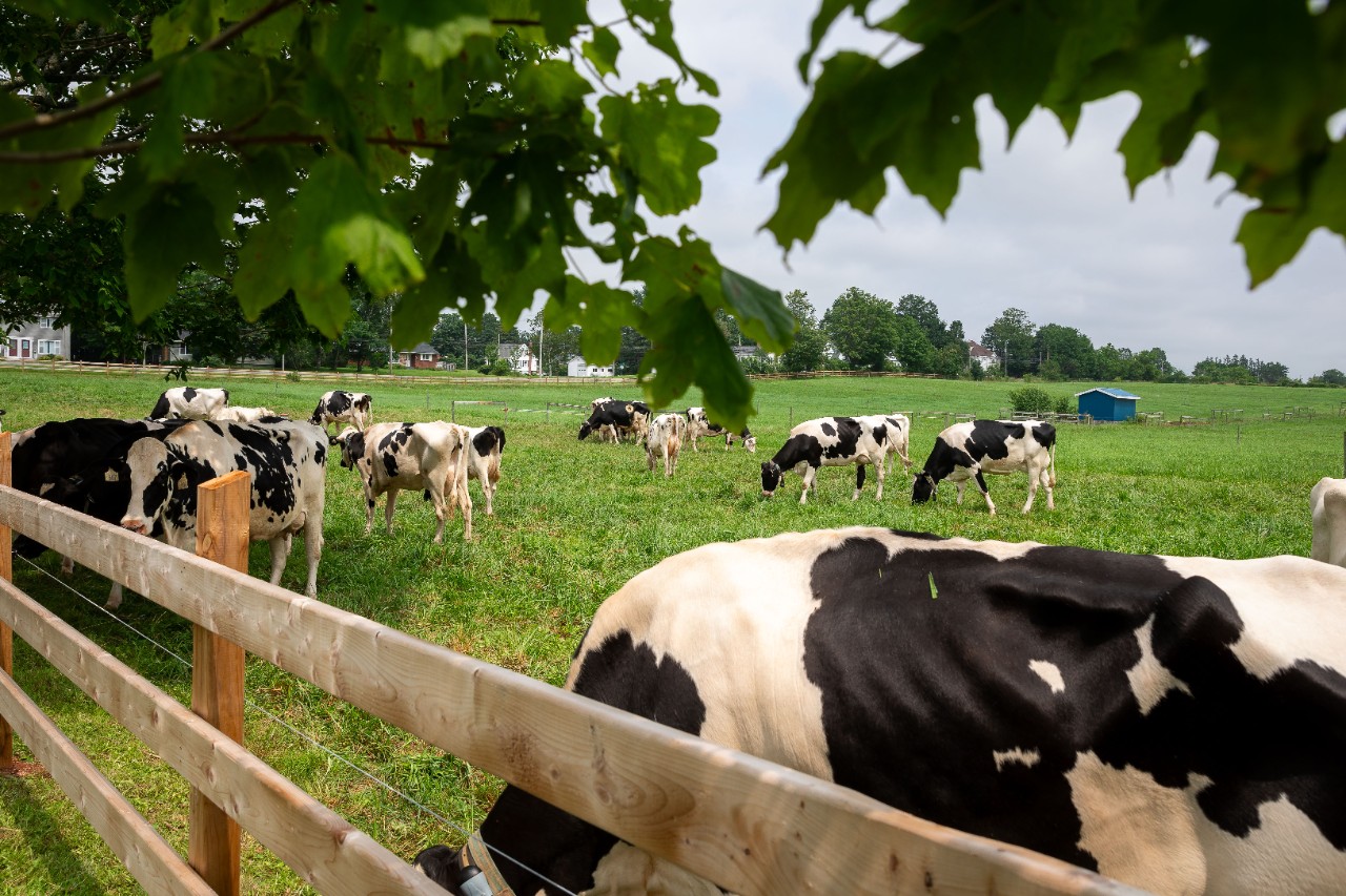 cows grazing in a field on the Agricultural Campus