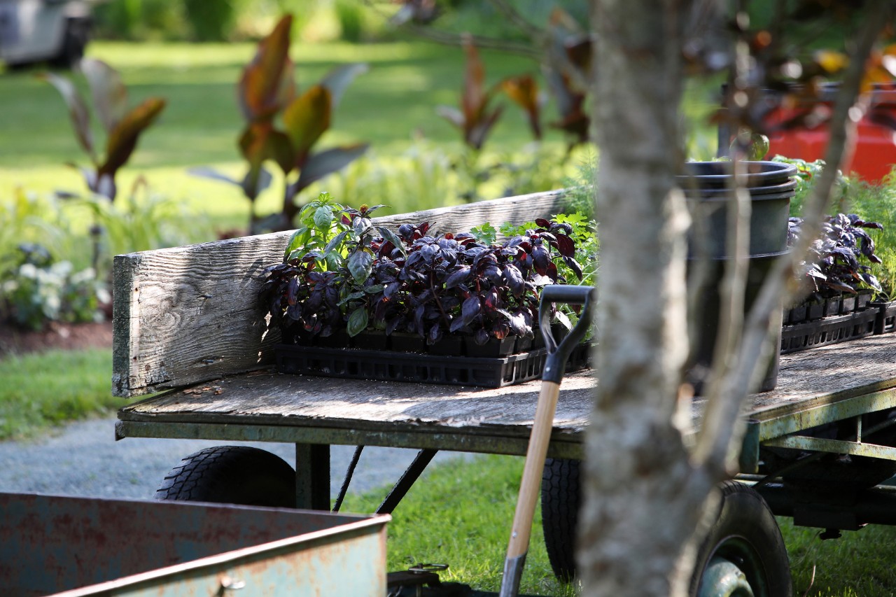 A wooden garden trailer with flower transplants.