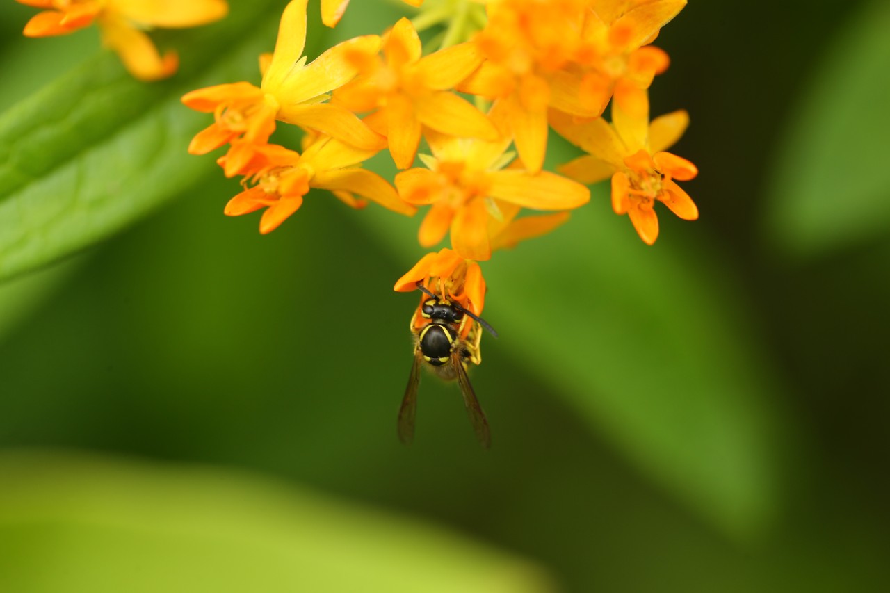 A close-up photo of a bee pollinating a golden flower. 