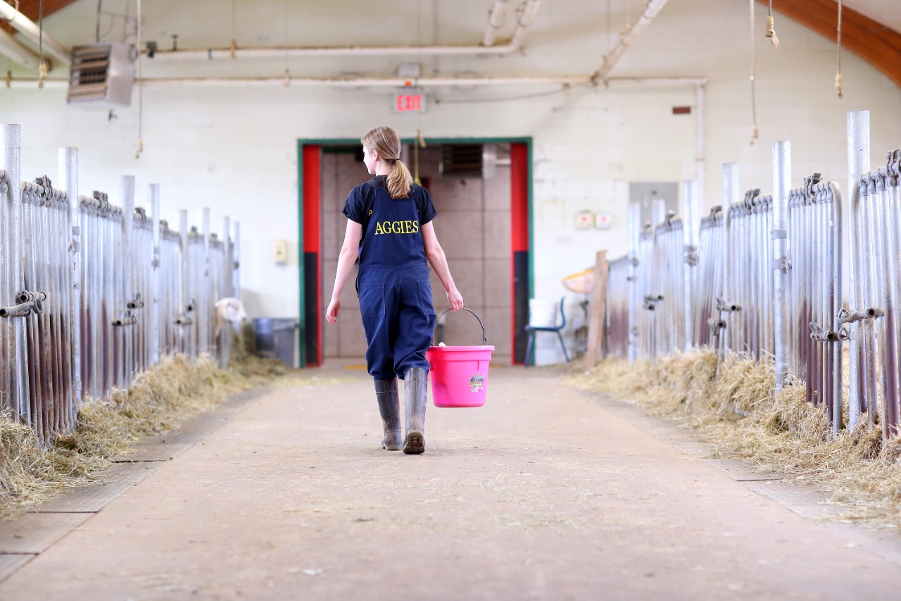 Student with long blonde hair in a ponytail carrying a bright pink bucket in the barn wearing aggie overalls