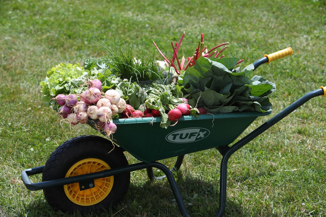 A wheelbarrow full with fresh garden vegetables