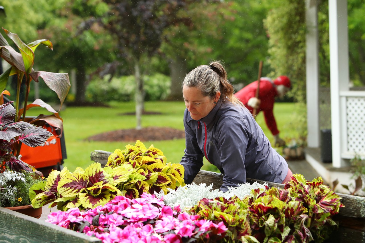 A gardener is unloading plants from a flatbed. 