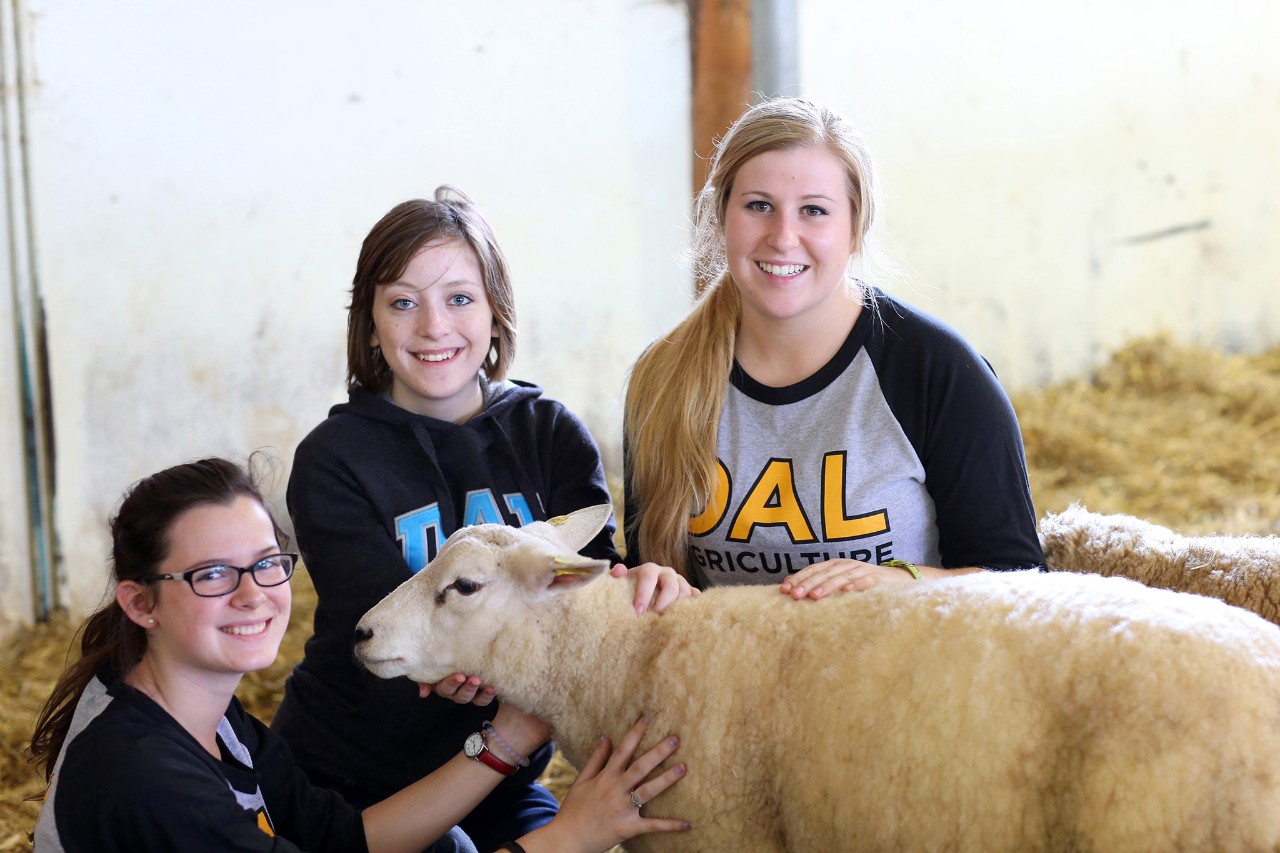 Three students wearing Dal t-shirts kneel in a barn with their hands on a  white sheep. They are smiling at the camera.