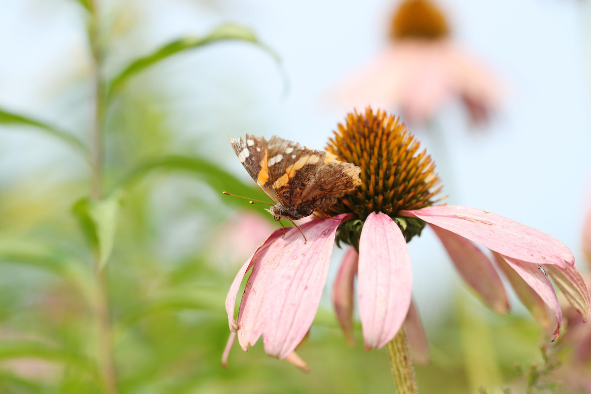 Butterfly on a pink flowr.