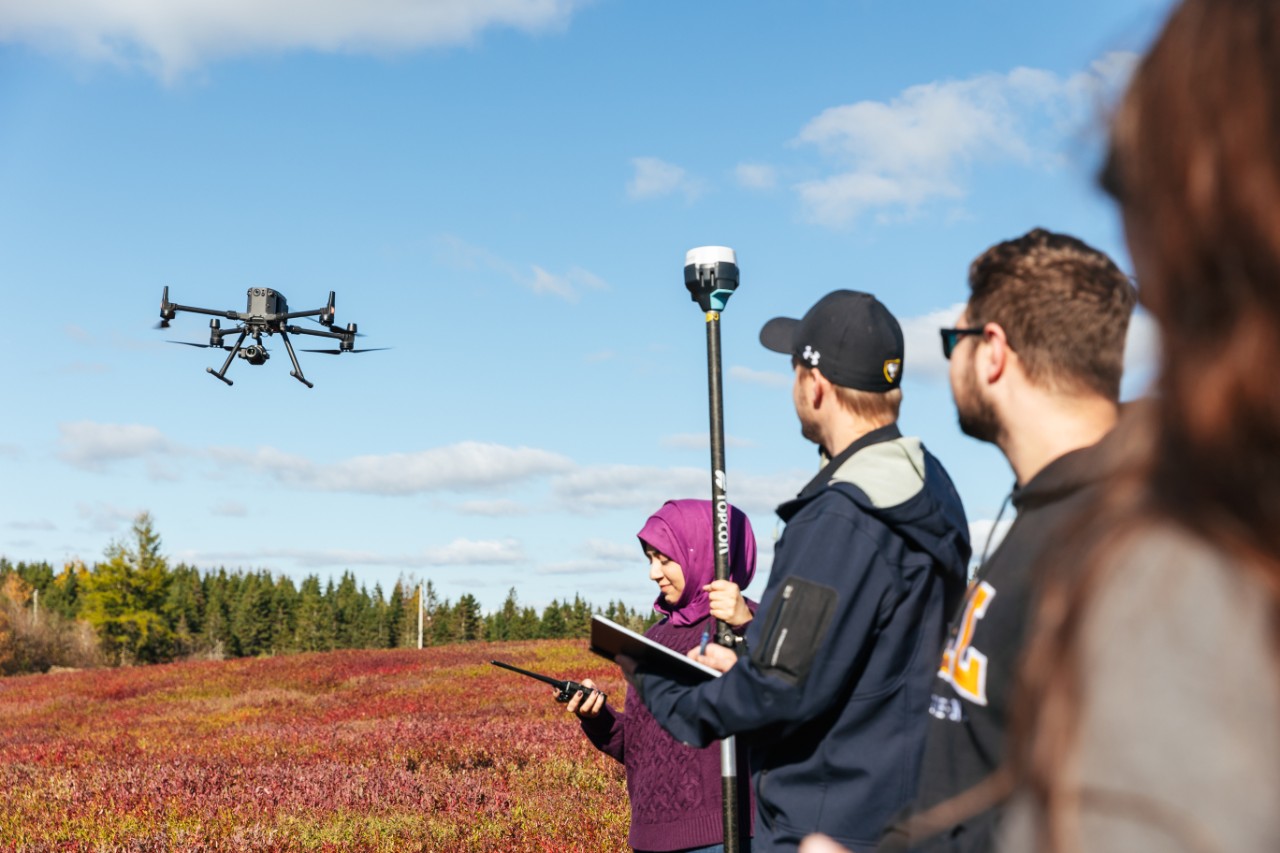 A group of people operating a drone. over a blueberry field on Dal's agricultural campus