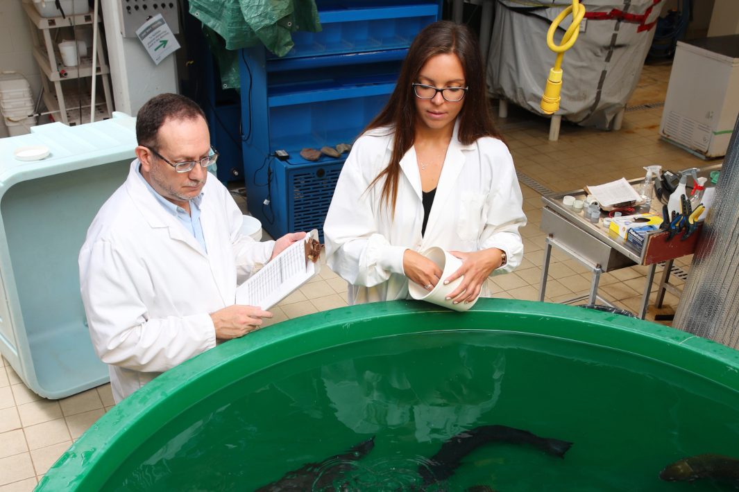 Two people in white lab coats looking into a basin of swimming fish in an indoor space.