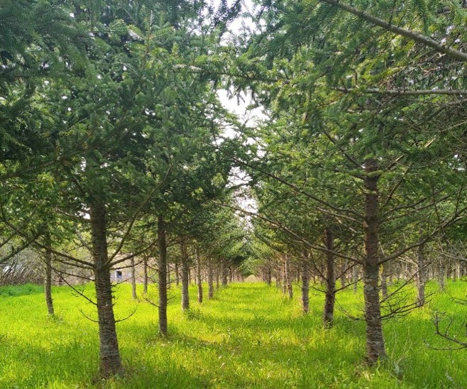 Balsam trees growing in rows