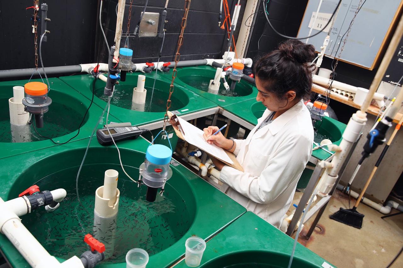 A student wearing a white lab coat taking notes while standing next to multiple green fish tanks.