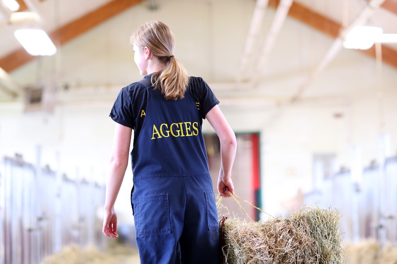 Student wearing dark blue overalls with "Aggies" printed on the back in yellow. They have long blonde hair in a ponytail, and are carrying a bale of hay.