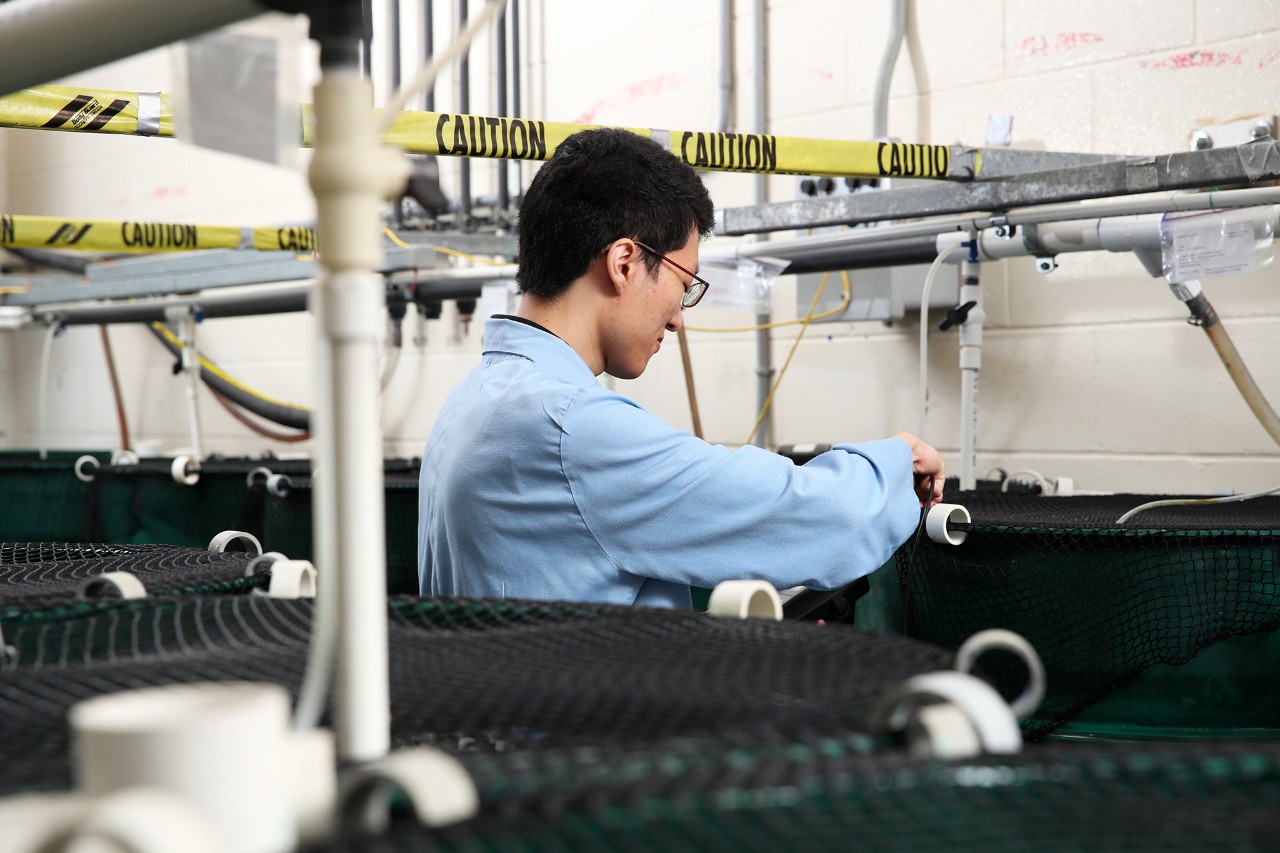 An aquaculture student wearing a blue lab coat working in between green fish tanks.