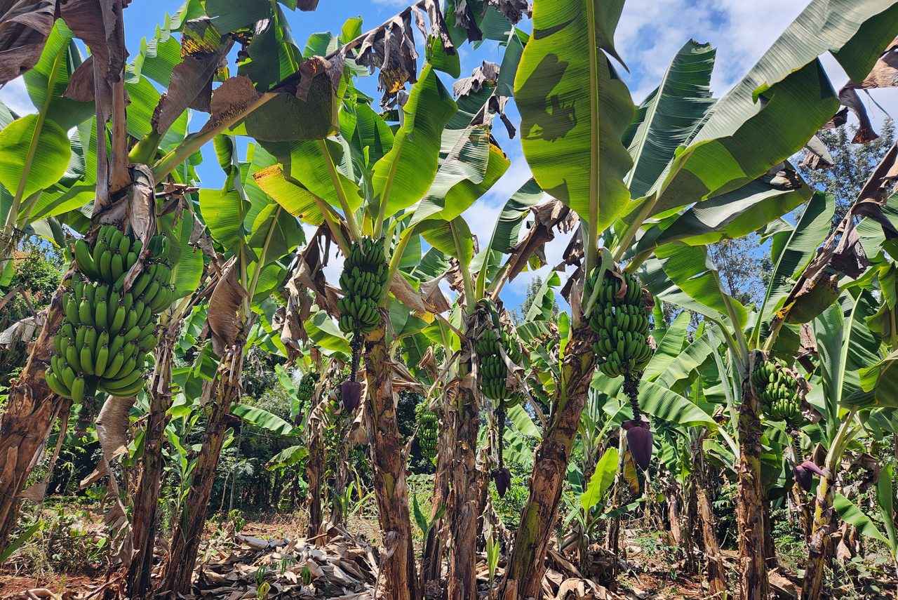 Bananas growing on a banana farm in Kenya.