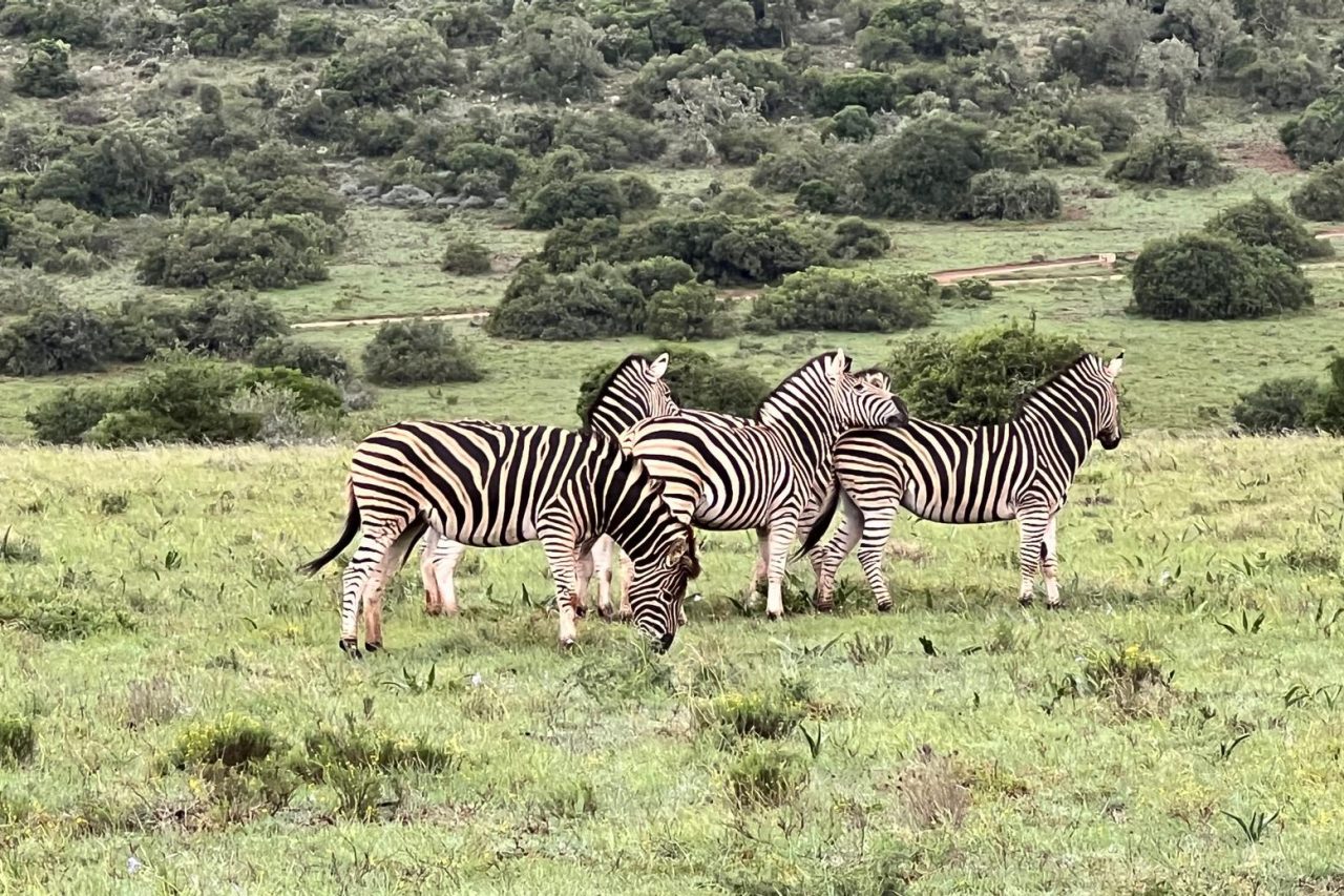 Zebras standing on the plains in Africa.