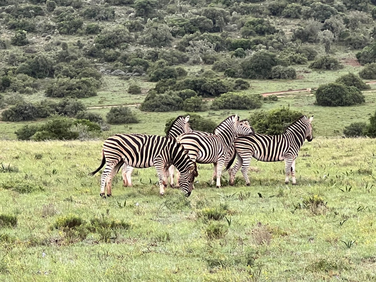 Zebras standing on the plains in Africa.