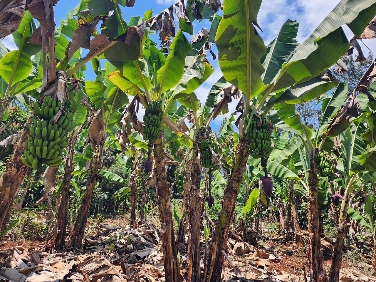 Bananas growing on a banana farm in Kenya.