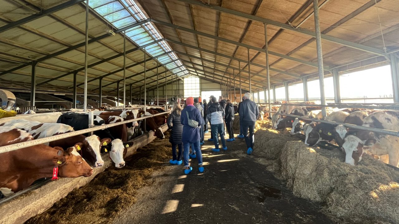 A group of students stand in a dairy barn surrounded by cows and bales of hay, as sun streams through a skylight in the roof.